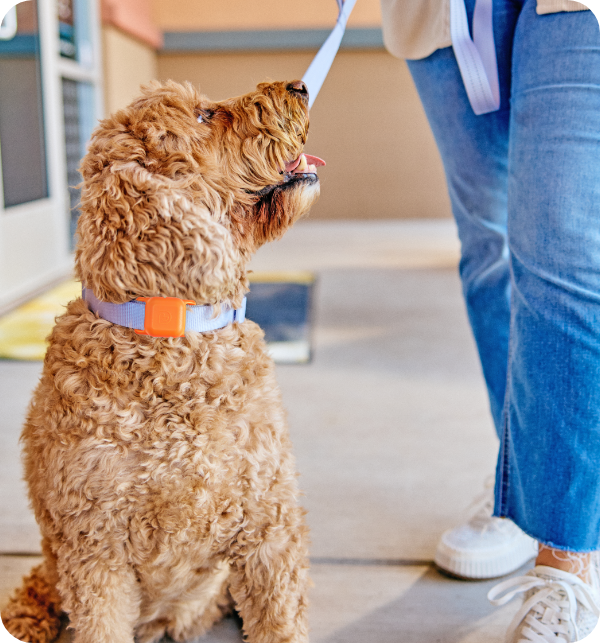 Dog on leash