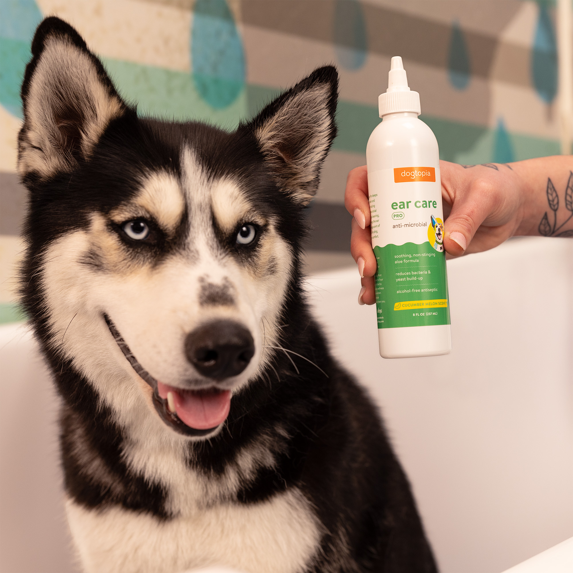 Cucumber melon ear wash for dogs best sale