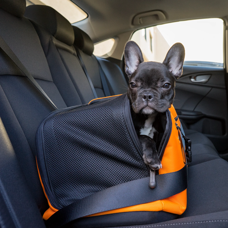 Dog in Carseat